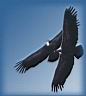 vol nuptial des vautours -gorges de la Jonte