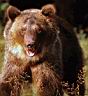 grizzly des Rocheuses