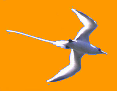 ce superbe oiseau : (le "PAILLE EN QUEUE") est avec le Dodo, l'oiseau ftiche de l'ile Maurice ...