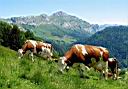 les vaches savoyardes au Mont Trelot  (photo christian Pourre)