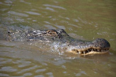 alligator des bayous 